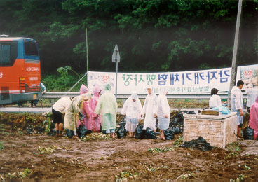 팔봉산 감자캐기